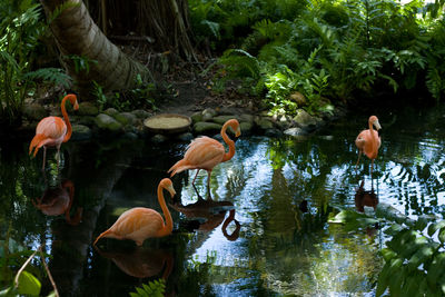 4 flamingos standing in water