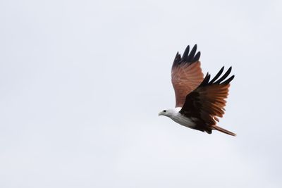 Close-up of bird flying against clear sky