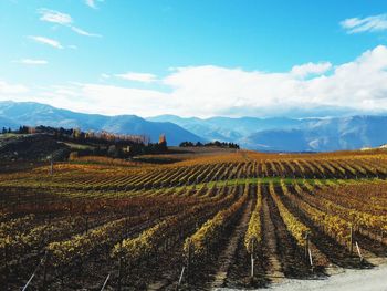 Scenic view of vineyard against sky