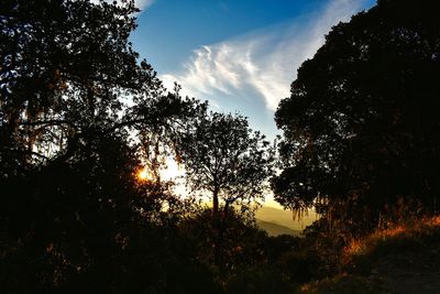 Low angle view of silhouette trees against sky during sunset