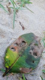 High angle view of lizard