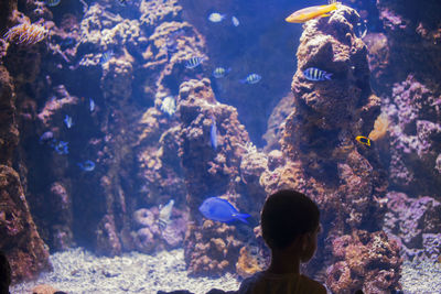 Rear view of boy looking at fish while standing in aquarium