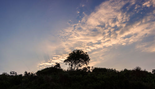 Low angle view of silhouette trees against sky