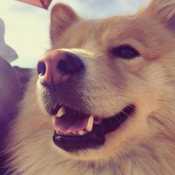 Close-up portrait of dog