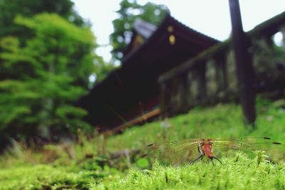 Close-up of insect on grass in field