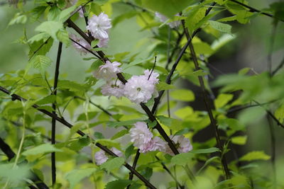 Close-up of white flowers on tree