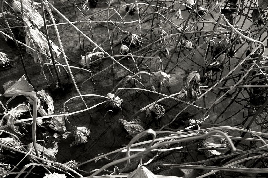 plant, grass, branch, growth, leaf, close-up, nature, high angle view, day, damaged, outdoors, twig, no people, abandoned, dry, field, metal, obsolete, water, full frame