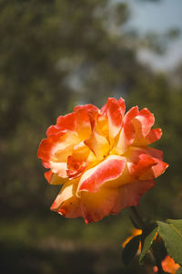 Close-up of red flowering plant