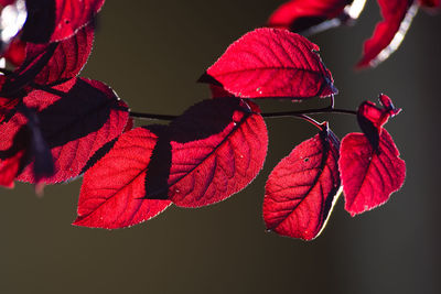 Close-up of red flower