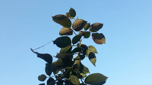 Low angle view of plant against clear blue sky