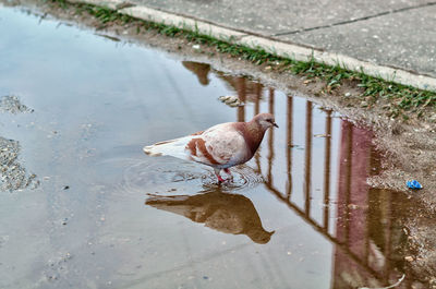 High angle view of bird perching on wet lake