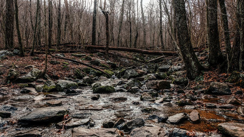 Plants growing by stream in forest