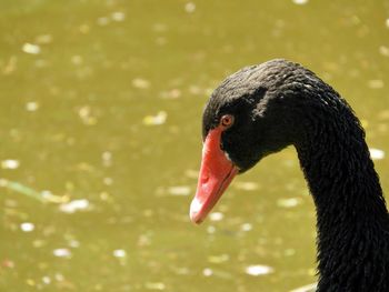 Close-up of swan swimming in lake