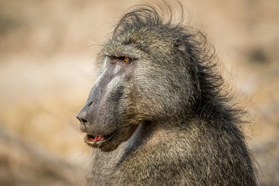 Close-up of a monkey looking away