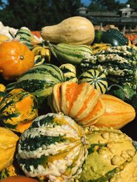 Close-up of pumpkins in market