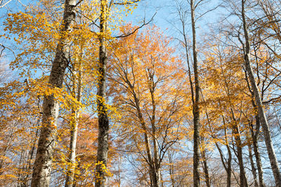 Low angle view of trees in forest during autumn