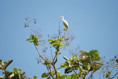 Low angle view of white flowering plant against clear sky