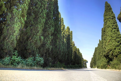 Road amidst trees against sky