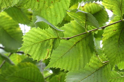 Close-up of green leaves