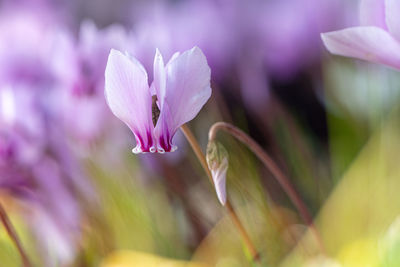 Close-up of pink crocus flower