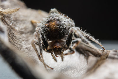 Close-up of spider