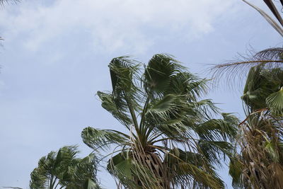 Low angle view of coconut palm tree against sky