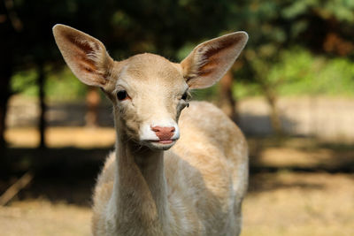 Portrait of deer