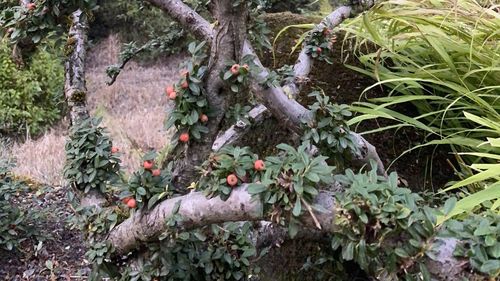 High angle view of berries on tree