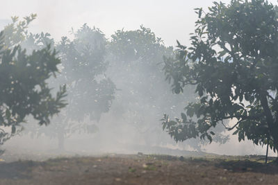 Trees on field against sky during rainy season