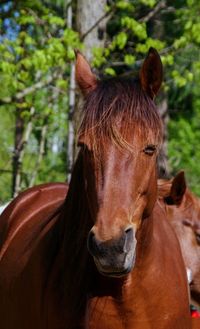 Close-up of horse standing outdoors