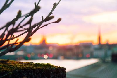 Close-up of tree against sky at sunset