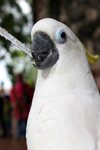 Close-up of white owl