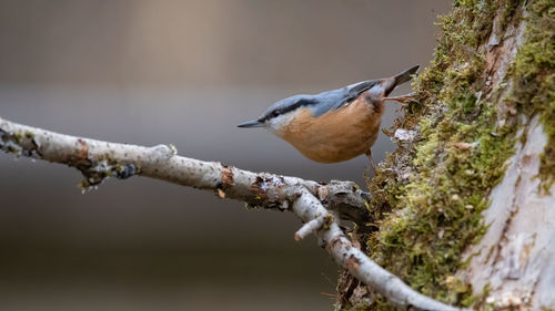 Close-up of bird perching on branch