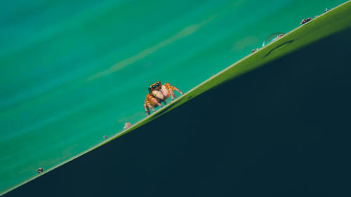 Close-up of spider on leaf