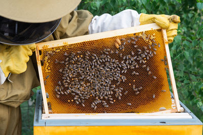 Close-up of man holding bee