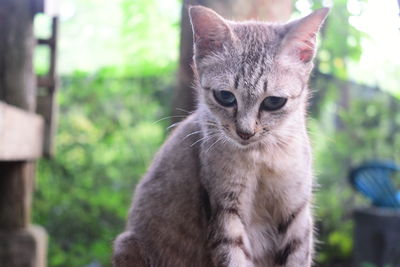 Portrait of cat with kitten