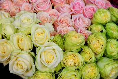 Full frame shot of pink roses