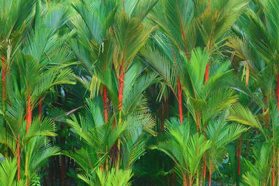 Close-up of palm leaf