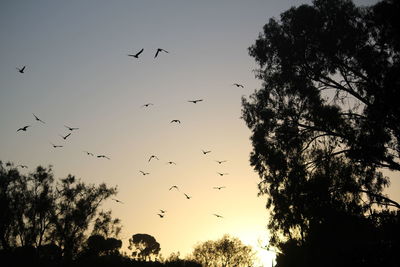 Low angle view of birds flying in sky