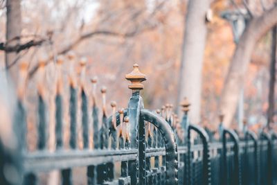 Close-up of metal fence against trees