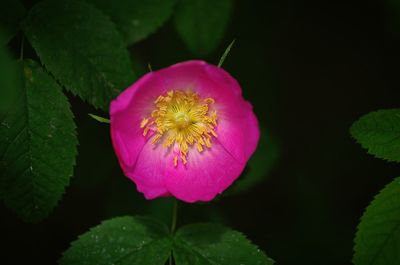 Close-up of pink flowers