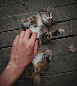 High angle view of hand holding cat