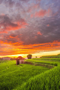 Scenic view of agricultural field against sky during sunset