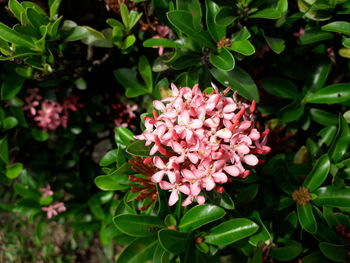 Close-up of pink flowering plants in park