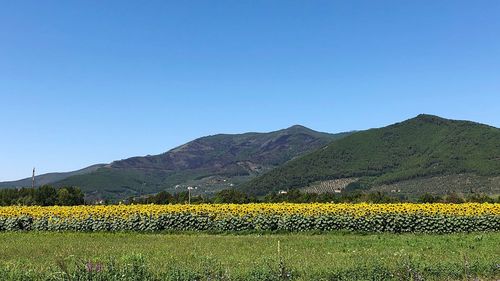 Scenic view of agricultural field against clear sky