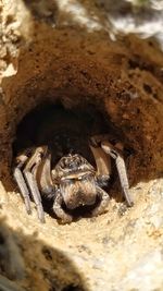 Close-up of crab on beach
