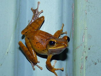 Close-up of frog on metal wall
