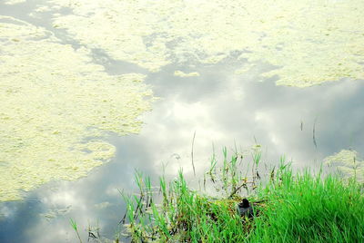 High angle view of plants on lake