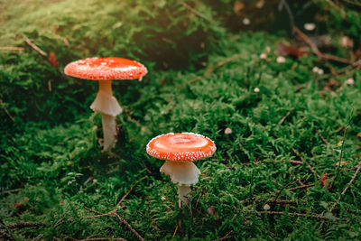 Red mushroom, amanita muscaria, fly ageric or fly amanita in moss