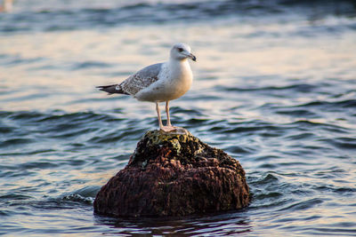 Seagull perching on rock in sea